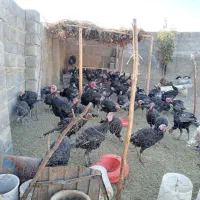 بوقلمون کردی|حیوانات مزرعه|بیلوار, |دیوار