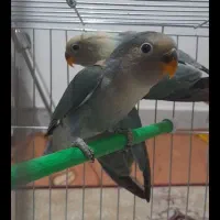 طوطی برزیلی