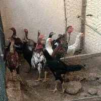 مرغ خروس لاری|حیوانات مزرعه|خورموج, |دیوار