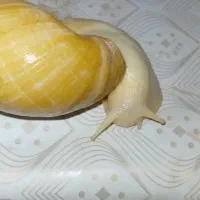 تعدادی حلزون
