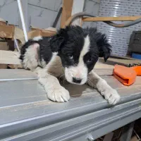 توله قدریجان