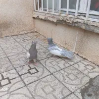 کبوتر ابلغ