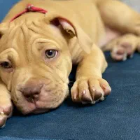 امریکن پیتبول تریر اصیل و شجره‌دار