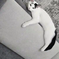 گربه نر یکساله