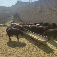 بره نر وماده|حیوانات مزرعه|پاکدشت, پاکدشت (مامازند)|دیوار