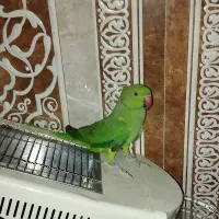 طوطی ملنگو