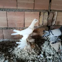 کبوتر|پرنده|تبریز, |دیوار