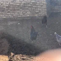 خروس و مرغ|حیوانات مزرعه|کنگاور, |دیوار