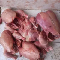 غذا سگ و گربه