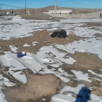 توله سگ محلی|سگ|هیر, |دیوار