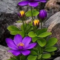 فیش حج تمتع دی ماه ۸۶