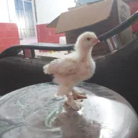 جوجه مرغ و خروس برهما|حیوانات مزرعه|رباطکریم, رباطکریم|دیوار