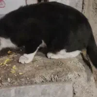 گربه گمشده|گربه|بروجرد, |دیوار