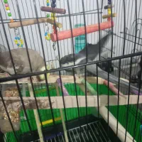 فروش عروس هلندی نر وماده سخنگو با قفس بزرگ