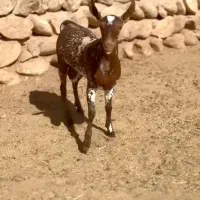 عربی اصلی|حیوانات مزرعه|کرمان, |دیوار