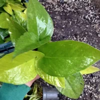 پتوس|گل و گیاه طبیعی|گتاب, |دیوار