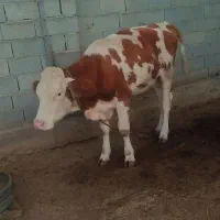 گوساله ماده