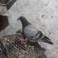 کفتر جوجه پلاکی تازه دون خور|پرنده|اهواز, منازل کارون|دیوار
