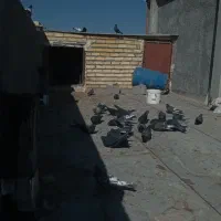 پرنده کفتر|پرنده|چادگان, |دیوار