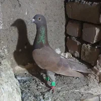 سرخ نر فروشی