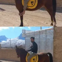 مادیون با کره|اسب و تجهیزات اسب‌سواری|لردگان, |دیوار