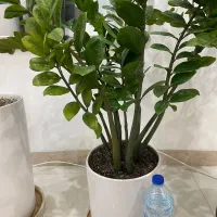 زامفولیا غول پیکر