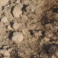 کود گوسفندی