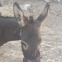 خر نر دو ساله