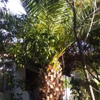 فروش نحل فنیکس|گل و گیاه طبیعی|نوشهر, |دیوار