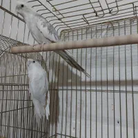 طوطی عروس جفتی و۲جفت فنچ