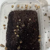 حلزون آلبینو|خزنده|شیراز, زرهی|دیوار