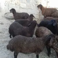 فروش بره نر پائیزه افشار ده رس و چندبز نر