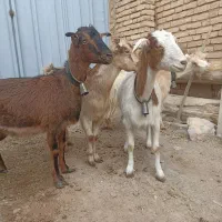 بز ابستن|حیوانات مزرعه|عسگران, |دیوار