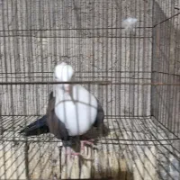 ماده مخمل قهوه ای|پرنده|فلاورجان, |دیوار