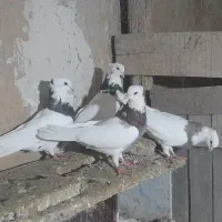 کبوتر طوقی|پرنده|کشاورز, |دیوار