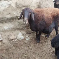 گوسفند ماده|حیوانات مزرعه|انزل, |دیوار