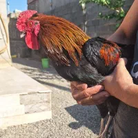 یک خروس جوان ودو مرغ تخم گذار|حیوانات مزرعه|قم, پردیسان|دیوار