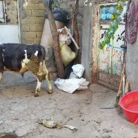 گوساله نر سمینتال