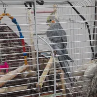 عروس نر سخنگو|پرنده|لاهیجان, گلستان|دیوار