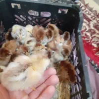 ۳۰عدد جوجه مرغ ۷ روزه