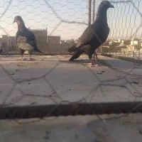 سه عدد کبوتر گرفتنی نر|پرنده|اقبالیه, |دیوار