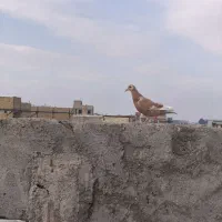 زرد درجه یک