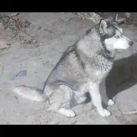 سگ هاسکی نر چشم یخی