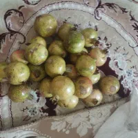 رب انار