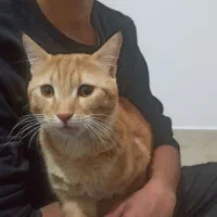 واگزاری گربە dsh نارنجی