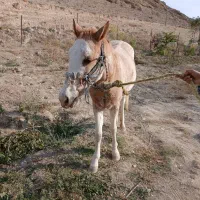 اسب ماده یورقه|اسب و تجهیزات اسب‌سواری|شیروان (خراسان), |دیوار