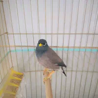 مرغ مینا سخنگو