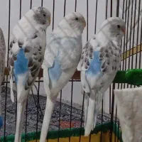 سه عدد مرغ عشق سالم