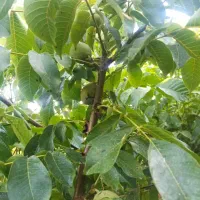 درخت گردو سه ساله ، نهال گردو  در نهالستان|خدمات باغبانی و درختکاری|مشهد, خواجه ربیع|دیوار