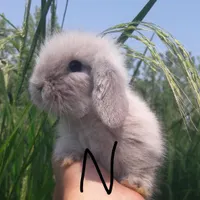 بچه خرگوش لوپ ترکیش عروسکی اندازه کف دست